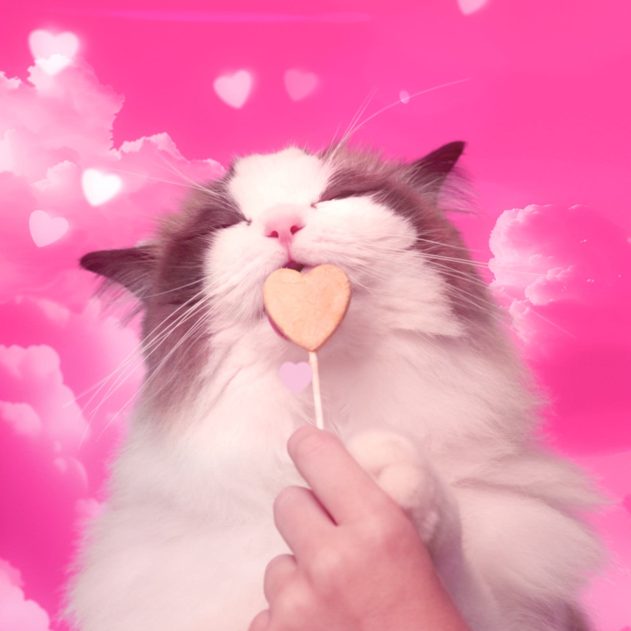 Bonkers Gâteries pour chat sur bâton Purrpops, sucettes de poulet lyophilisé, emballage de 4 emballage de 4