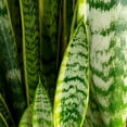 thumbnail image 6 of Plants with Benefits by Costa Farms 16" Sansevieria Superba House Plant in 6" Self-Watering Pot, 6 of 9