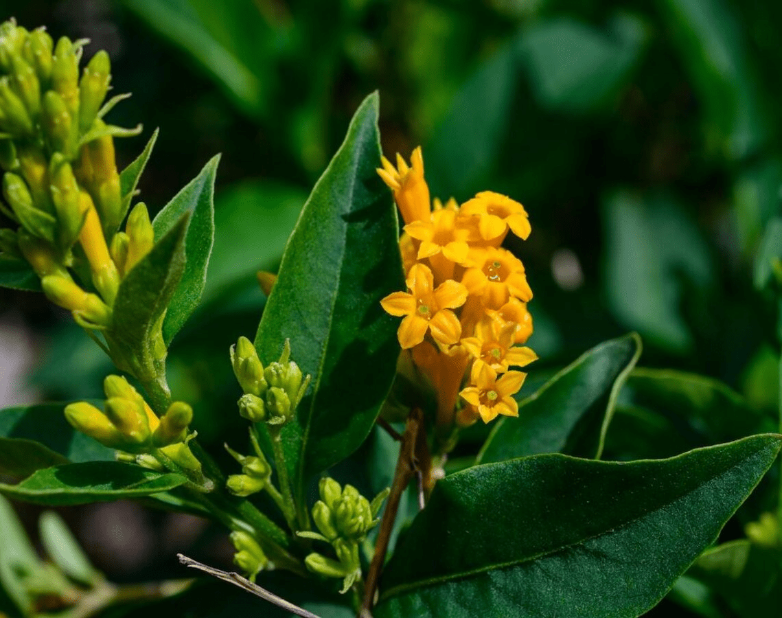 Orange Zest Live Plant for Planting, Rare Night-Blooming Jasmine Cestrum Aurantiacum Plant Jasmine Flower Plant, 4 to 6 Inch Tall, Ship No Pot