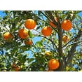 thumbnail image 3 of Tangerine Mandarin Orange Citrus Fruit Tree jocad (20 Seeds), 3 of 5
