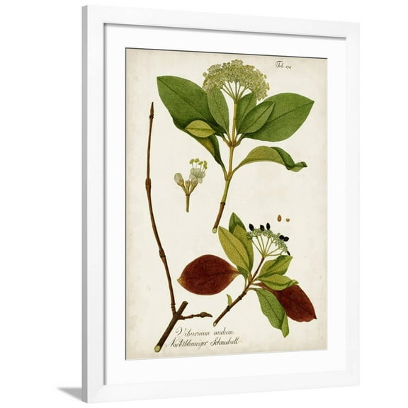 Antique Greenery II Framed Art Print by Unknown, 24" x 32", Sold by Art.com