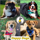 thumbnail image 5 of Paquete de Pañuelos de Tela de Poliéster Premium Bufandas para Perros Baberos Triangulares Accesorios de Vestir Bufandas para Perros Adepaton Ropa para Perro, 5 of 5