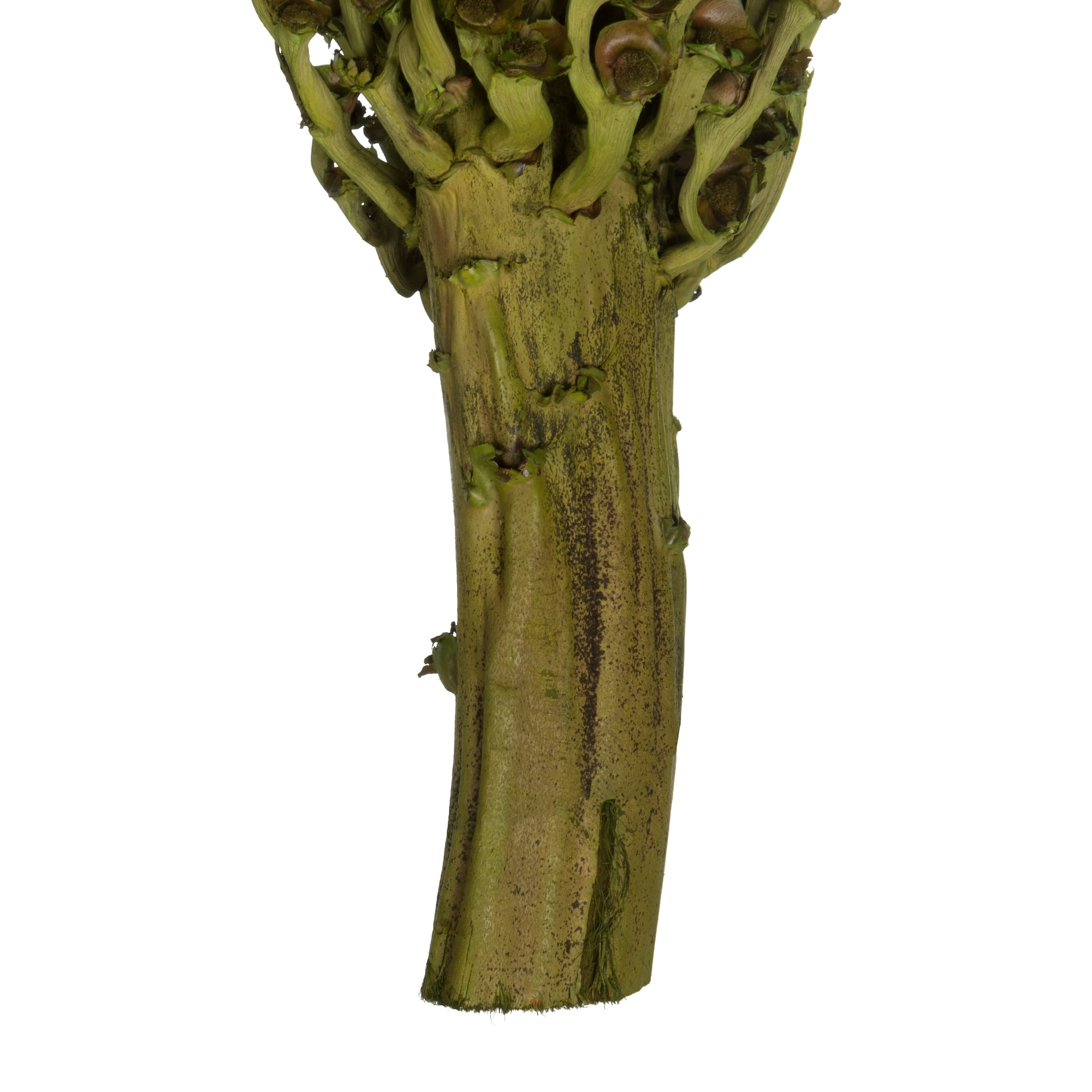 Vickerman 22 x 7" avg Foliage Green Olympia Seed Pod, 1 piece, Dried