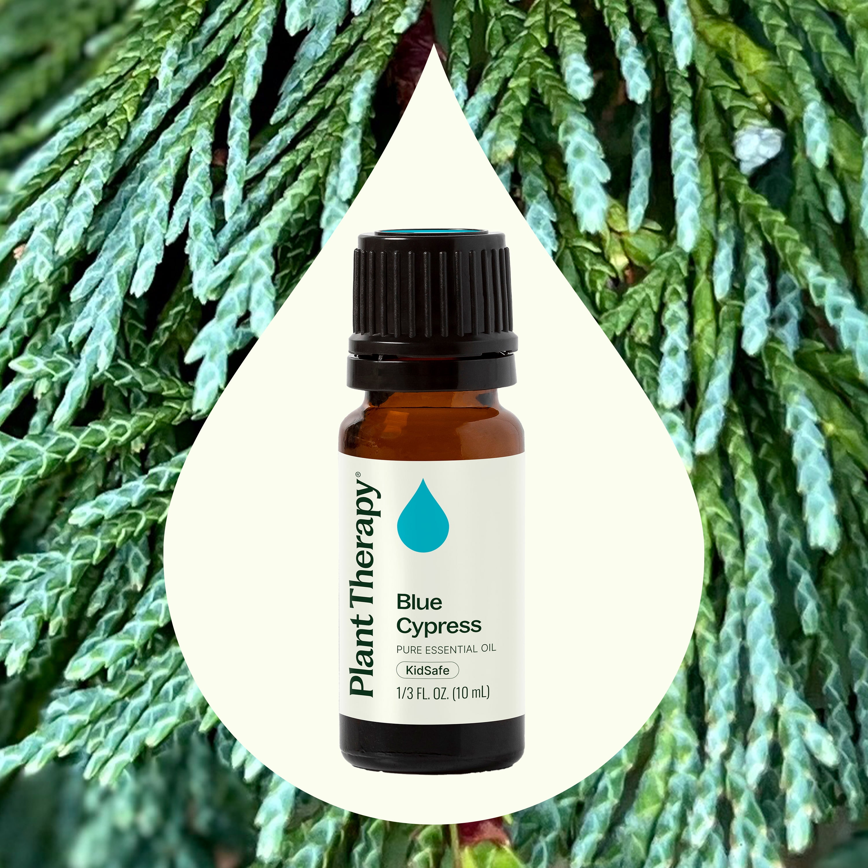 Plant Therapy Blue Cypress Essential Oil 10 mL (1/3 oz) 100% Pure, Undiluted, Natural Aromatherapy