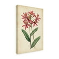 thumbnail image 2 of Trademark Fine Art 'Botanical Display VI' Canvas Art by Vision Studio, 2 of 4