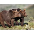 thumbnail image 2 of Fitzharris, Tim 14x12 Black Ornate Wood Framed with Double Matting Museum Art Print Titled - Grizzly bear cubs, 2 of 4
