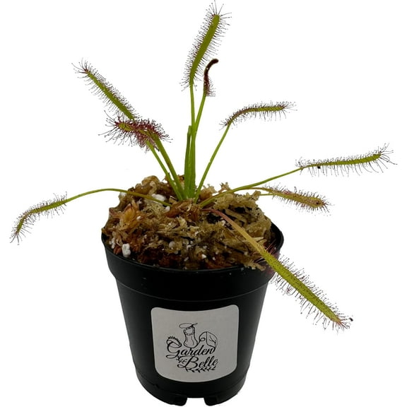 Cape Sundew (Drosera Capensis) Carnivorous Plant