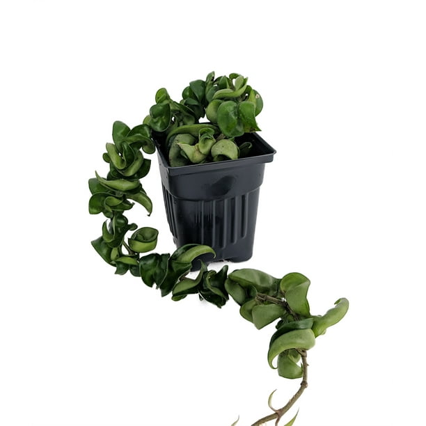 Extra Long Hindu Indian Rope Plant Hoya Exotic/Easy