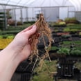 thumbnail image 2 of 4 Mixed Hosta Roots-Low‑Maintenance, Easy‑Grow for Garden Beds,Borders,Plant Pots & Planters, 2 of 5