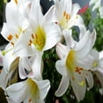 thumbnail image 4 of Gifts in Bloom 6IN White Easter Lily Live Plant in Decorative Pot, Indirect Sunlight, 4 of 5