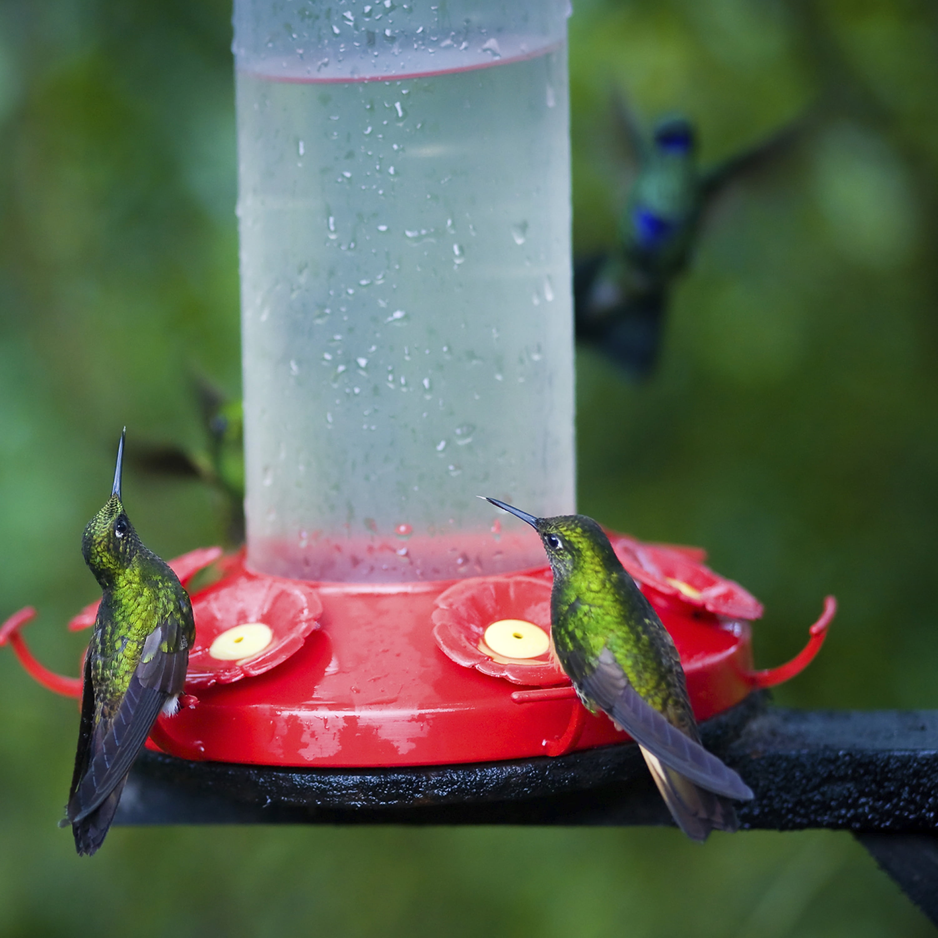 Perky Pet The Grand Master 48 Oz Hummingbird Feeder Walmart Com Walmart Com