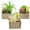 Organic, variant on Succulents Plants Artificial, Small Faux Plants with Lights, Assorted Decorative Fake Succulent Potted for Office Desk Bathroom Bedroom Shelves Windows Room Decor
