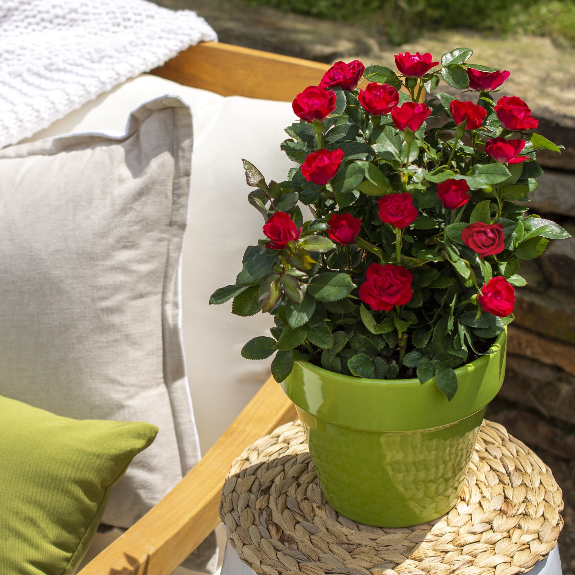The Knock Out® Family of Roses 'The Petite Knock Out® Rose' Live Shrub in 2-Quart Grower Pot