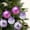 Purple, variant on Konghyp 9 Piece Christmas Balls Hanging Set, Holiday Decoration Supplies, Ornament for Christmas Tree, Beautiful Home Decor, Easy to Hang Decorations, Festive Ornaments Collection