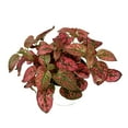thumbnail image 5 of Hypoestes Red Splash Live Potted House Plants Air Purifying, 2" Pot, 5 of 5