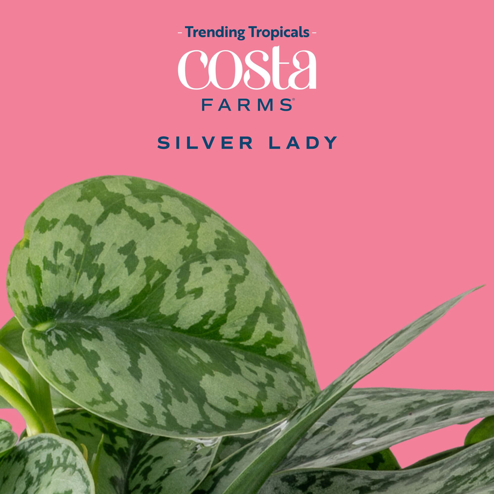 Costa Farms 12" Scindapsus Silver Lady Live House Plants in 5" Self-Watering Pot