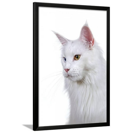 - Maine Coon Cat Framed Print Wall Art By Fabio Petroni