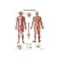 thumbnail image 2 of Poster For Teaching Body Structure Anatomy At The Vein And Artery Aesthetics Training Institute,Poster*1 Clearance, 2 of 3