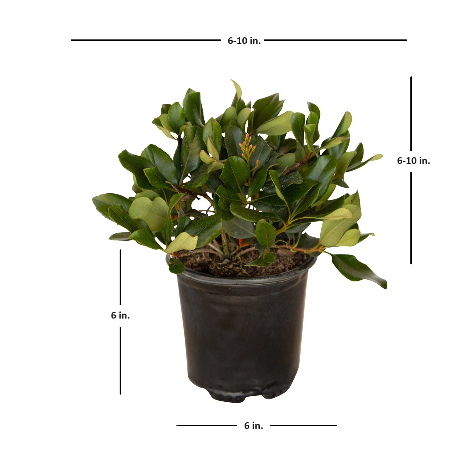 Expert Gardener Eleanor Taber Indian Hawthorn, 2.5 qt Pink Blooming Evergreen Shrub, Live Outdoor Plant