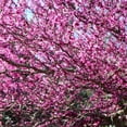 thumbnail image 2 of Brighter Blooms - Eastern Redbud, 6-7 ft. - No Shipping To AK, AZ, HI, OR, 2 of 6