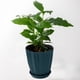 thumbnail image 4 of Macetas de plástico verde con base, almacenamiento de plantas de suculentas y bonsái, 4 of 7