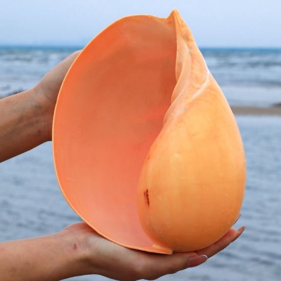 Large Yellow Bonnet Shell 18 to 20CM Sea Shell Aquarium Decor Coastal Ornament Succulent Pot Display Home Decoration