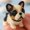 Dog-A, variant on Pet Dog Bead Embroidery Kit, Beginner-Friendly Pet-Themed Beaded Craft Set with Step-by-Step Guide, DIY 3D Beadwork Kit for Craft Lovers