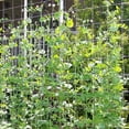 thumbnail image 4 of Garden Netting Plant Trellis Netting Plastic Mesh Plant Pea Netting For Climbing Plants Bean Fruits Vegetable, 4 of 8