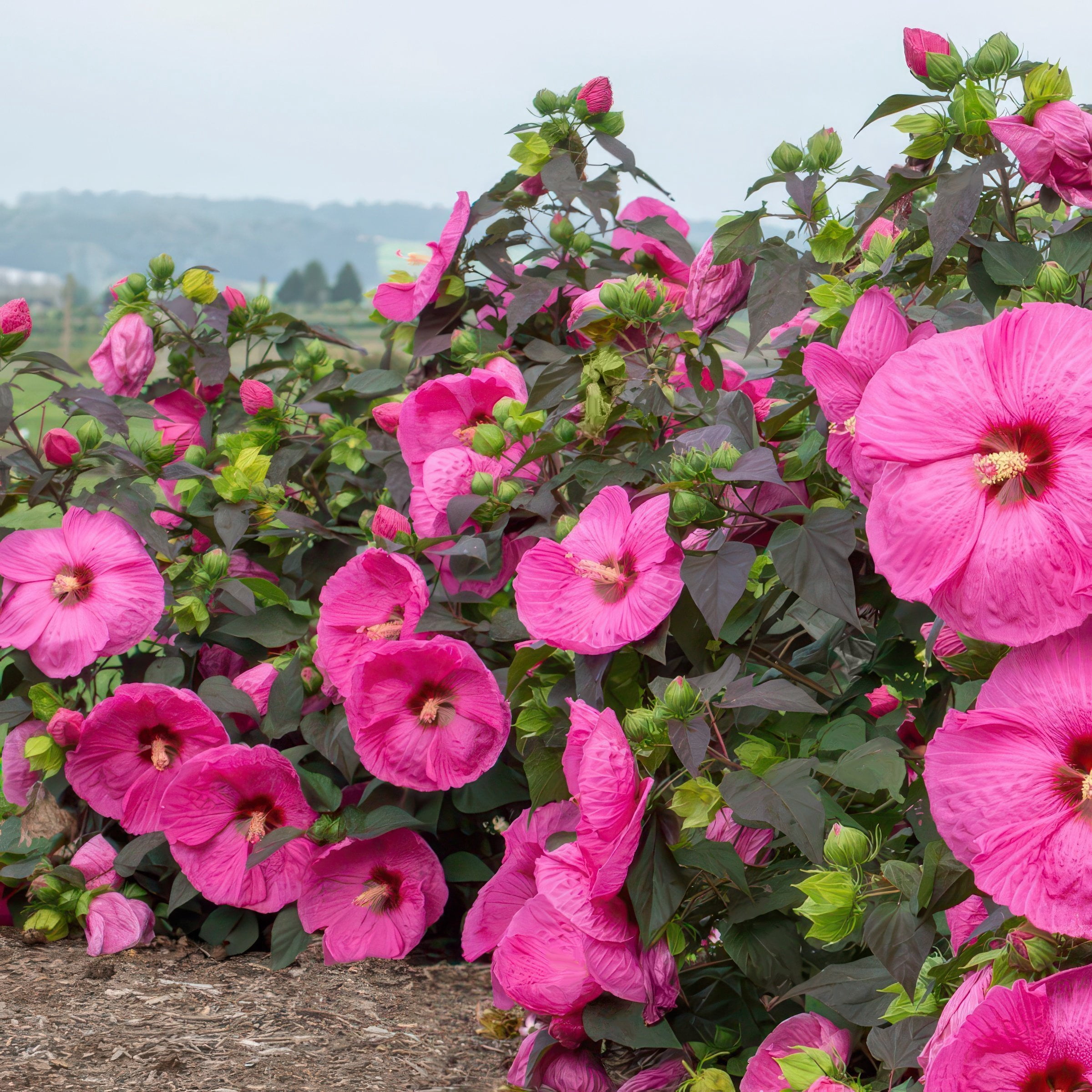 National Plant Network Bare Root Hibiscus Head Over Heels Passion