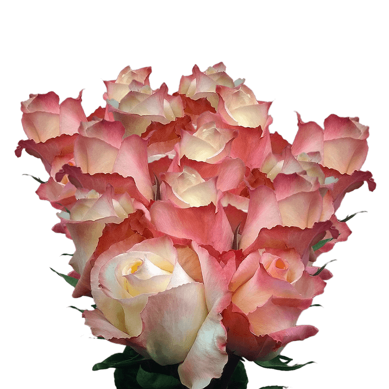 Naturally Dried Roses, Peach Color with Red Trim on Tips, approximately 24  Roses