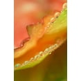 thumbnail image 2 of Rotenberg, Nancy 17x24 White Modern Wood Framed Museum Art Print Titled - Flower petals with dew, 2 of 4