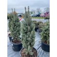 thumbnail image 4 of RedCrocus Pendula Bruns' Weeping Serbian Spruce- Elegant Evergreen Tree for Gardens & Containers, Pet Safe, Deer Resistant, Full Sun to Partial Shade, Well-Drained Soil  10 Gallon, 4 of 40