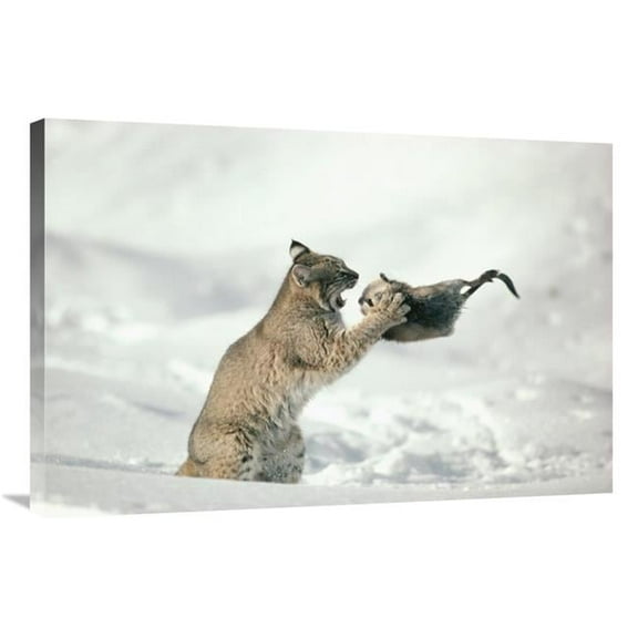 24 x 36 in. Bobcat Capturing Muskrat in the Winter, Idaho Art Print - Michael Quinton