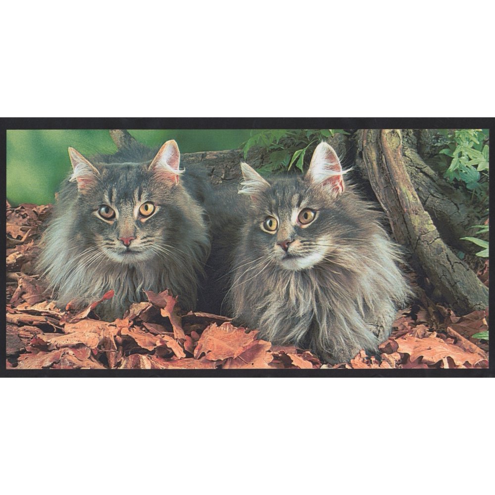 Wallpaper Border - Cats are Lovely Wall Border Modern Design, Roll 15