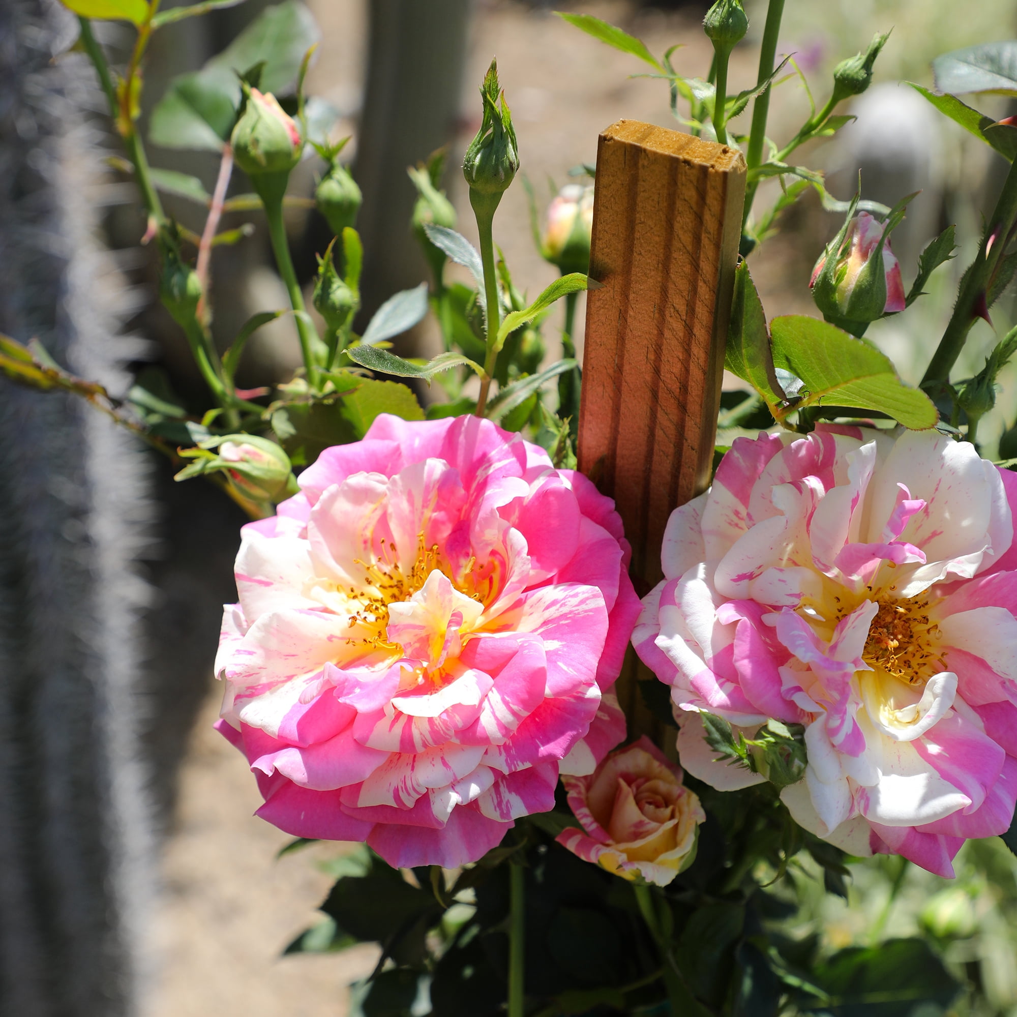True Bloom 'True Delight' PP28929 Pink & Yellow Rose Bush, 8Qt. Pot, Live Garden Roses, Full Sun