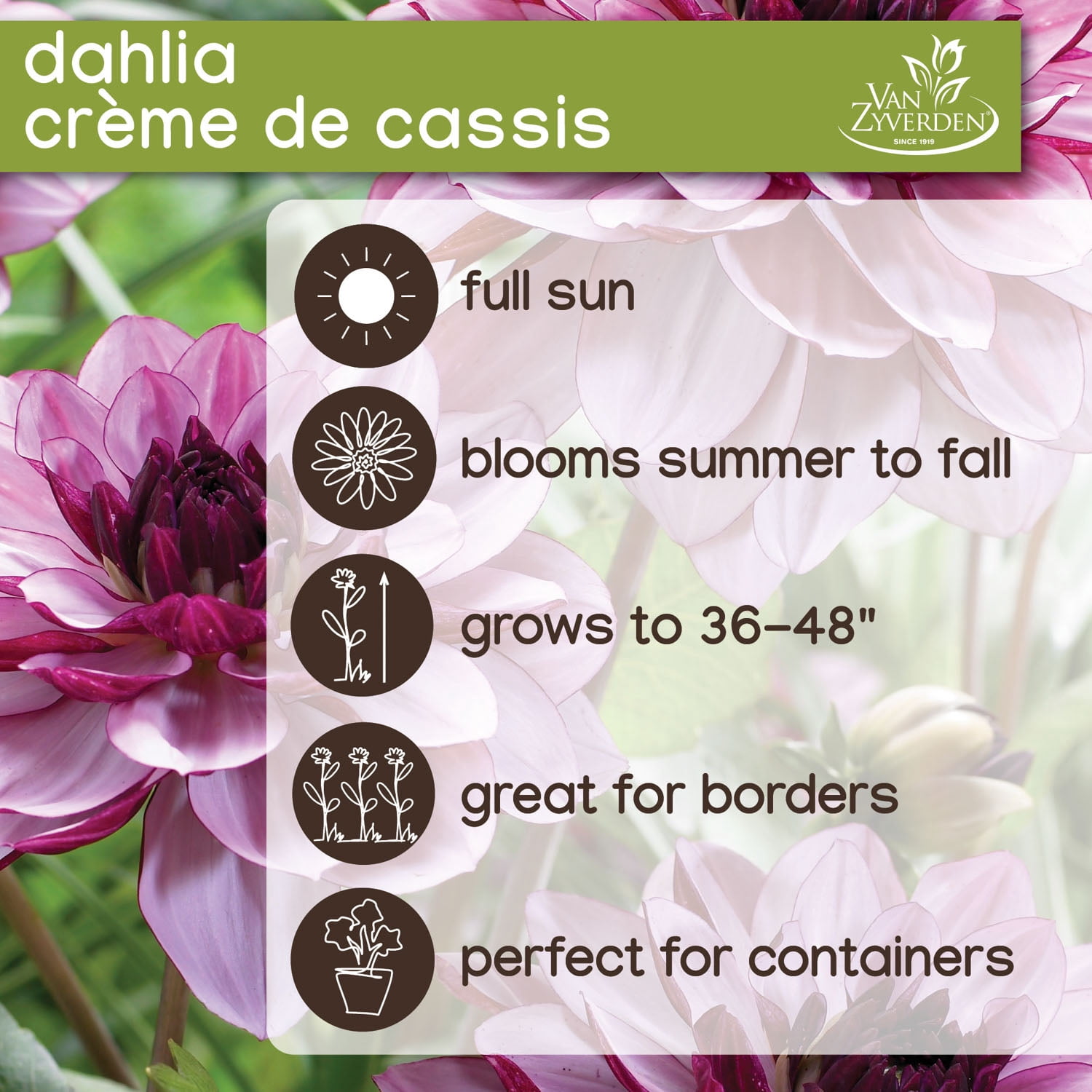 Expert Gardener Dahlia Crème De Cassis (Set of 2 Dormant Bulbs) Full Sun, Purple, Annual