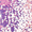 Pink, variant on Justice Girls 17" Iridescent Sequined Backpack, Lunch Bag, Water Bottle, and Charm Set, 4-Piece, White
