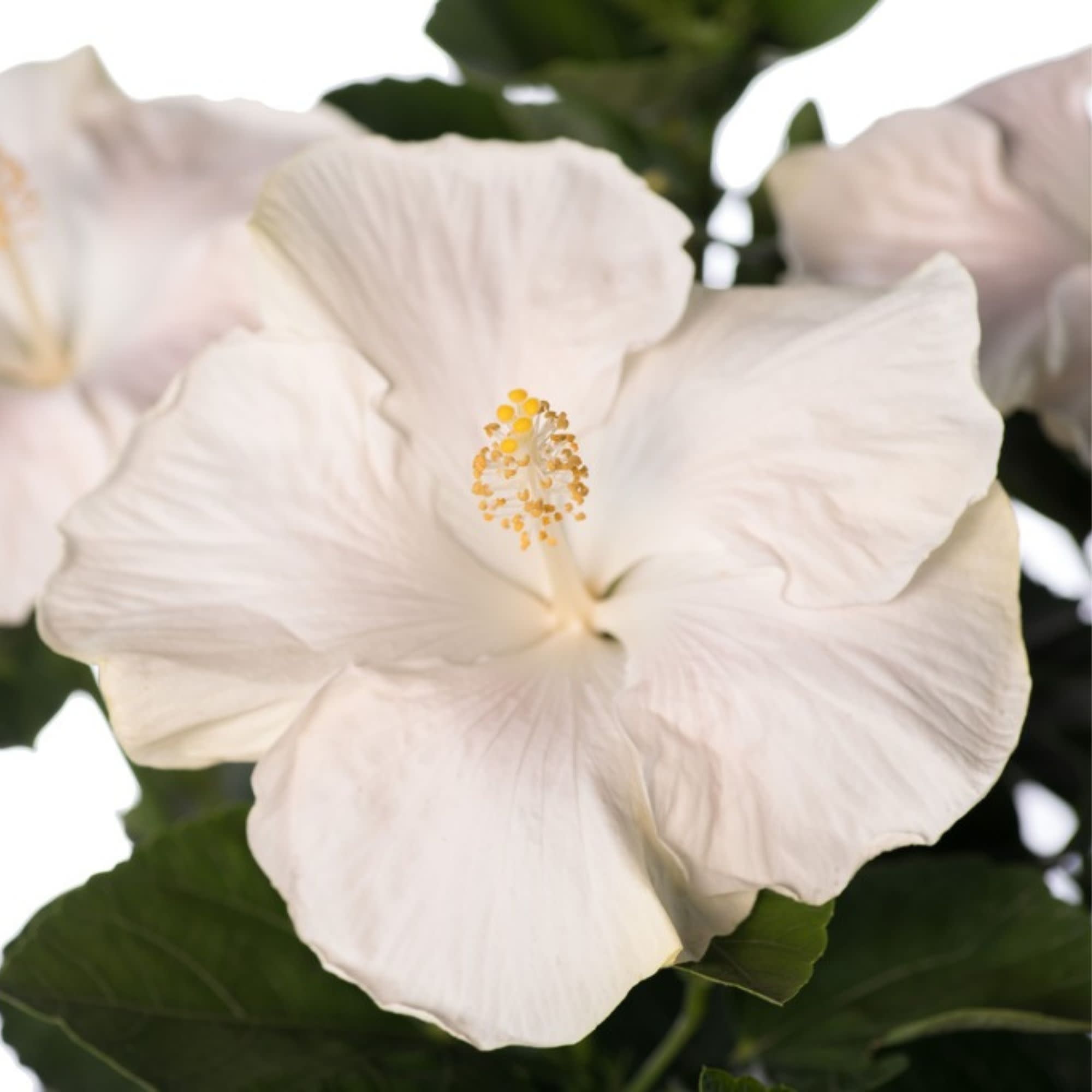 Proven Winners ColorChoice 6" White Hollywood Hibiscus Earth Angel Tropical Hibiscus Live Plant in 7.5" Pot