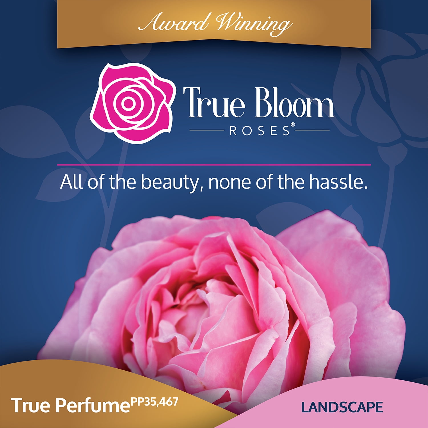 True Bloom by Altman Plants 'True Perfume' PP28929, Pink Rose Bush, 8qt. Pot, Live Roses, Full Sun