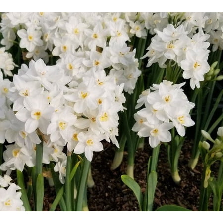 10 Ziva Paperwhites Narcissus Bulbs
