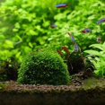 thumbnail image 5 of Aquarium Transparent Landscaping Plants Holder Floating Moss Ball for Aquarium Decoration, 5 of 6