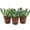 3 Plants, variant on Echeveria Pink Trumpet - Live Starter Plant in a 2 Inch Growers Pot - Rare and Colorful Compact Easy Care Succulent