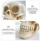 thumbnail image 5 of Adorno de calavera de resina, maceta para plantas suculentas, soporte para macetas de Cactus, decoración de maceta con calavera, 5 of 8