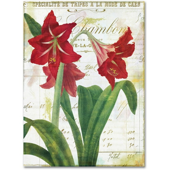 Trademark Fine Art "Peppermint Amaryllis" Canvas Art by Color Bakery