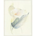 thumbnail image 2 of Hargittai, Paul 26x32 Black Ornate Wood Framed with Double Matting Museum Art Print Titled - Calla Lily III, 2 of 4