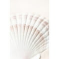 thumbnail image 3 of 1x Studio III 17x24 Black Modern Framed Museum Art Print Titled - Shell, 3 of 5