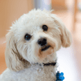 thumbnail image 2 of Dr. Marty Better Life Chews 4-in-1 Dental Care For Small Size Dogs (5 - 23LBS), 30 Sticks, 19.05 oz, 2 of 6