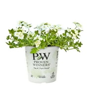 Proven Winners 1.5PT Multicolor Verbena Live Plants with Grower Pot