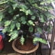 thumbnail image 5 of Ounissouiy 12x picos de autorriego de plantas para una amplia aplicación y dispositivos de riego automático de plantas fáciles Jardín y Patio, 5 of 6