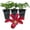 3 Plants, variant on Clematis Gravetye Beauty - 4 Live Starter Plants in 2 Inch Growers Pots - Starter Plants Ready for The Garden - Rare Clematis for Collectors